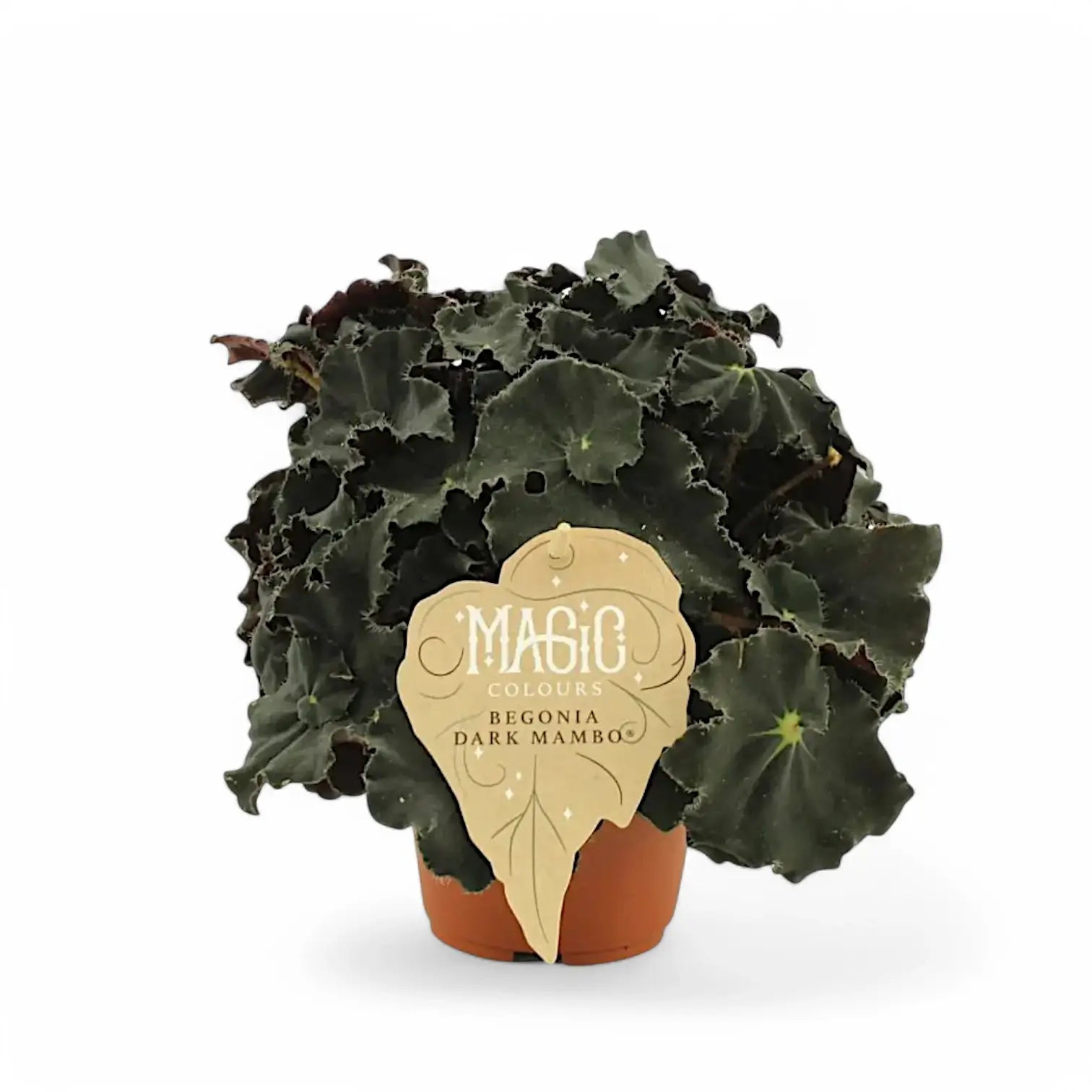 Begonia rex 'Black Mambo' ('Dark Mambo') – Zimmerpflanze im Kulturtopf auf weißem Hintergrund, Produktfoto 4.