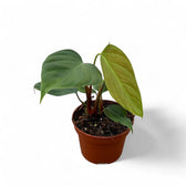 Philodendron nangaritense – Topfpflanze im Kulturtopf vor weißem Hintergrund, Produktfoto 5.