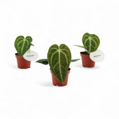 Anthurium regale – Topfpflanze im Kulturtopf vor weißem Hintergrund, Produktfoto 4.