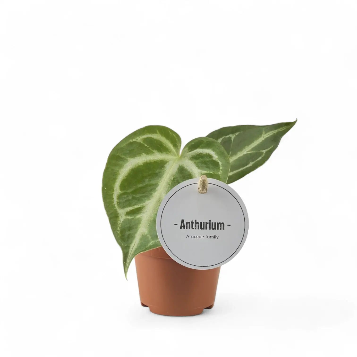 Anthurium 'Silver blush' – Topfpflanze im Kulturtopf vor weißem Hintergrund, Produktfoto 7.