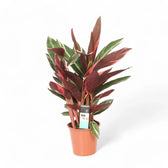Stromanthe thalia 'Triostar' potted houseplant in nursery pot on white background, product photo 9.