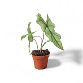 Alocasia 'Jacklyn Ghost' ('Mint') – Zimmerpflanze im Kulturtopf auf weißem Hintergrund, Produktfoto 5.