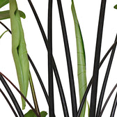 Alocasia zebrina 'Black stem' leaf close-up on white background.