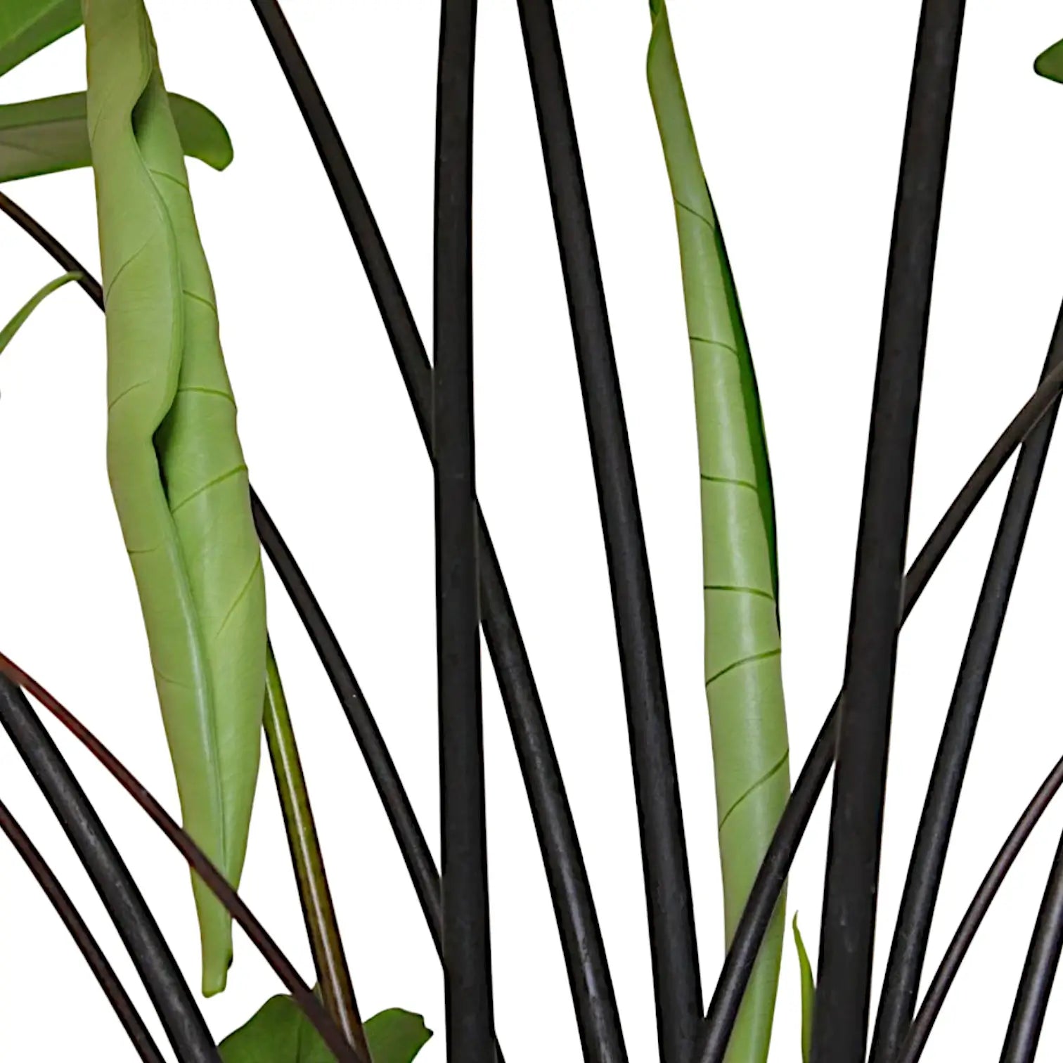 Alocasia zebrina 'Black stem' leaf close-up on white background.