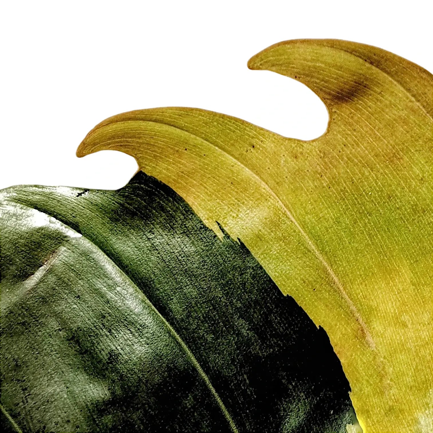 Nahaufnahme eines Blatts von Philodendron x serratum 'Caramel marble' vor weißem Hintergrund.