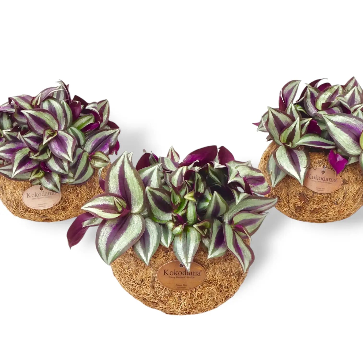 Tradescantia zebrina ‘Violet Hill’ in Kokodama potted houseplant in nursery pot on white background, product photo 3.