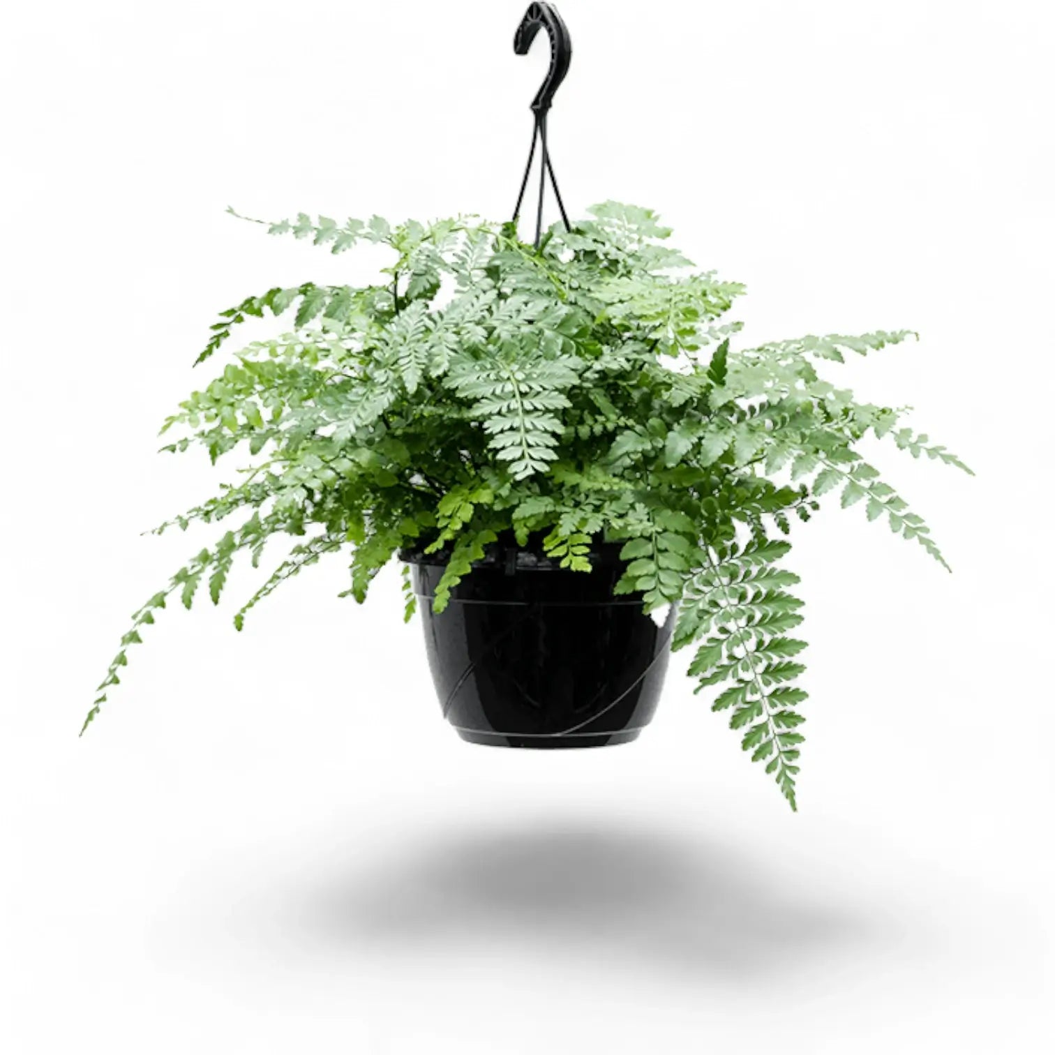Asplenium dimorphum x difforme ‘Parvati’ (auch 'Austral Gem') – Zimmerpflanze im Kulturtopf auf weißem Hintergrund, Produktfoto 8.