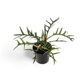 Philodendron tortum – Topfpflanze im Kulturtopf vor weißem Hintergrund, Produktfoto 6.