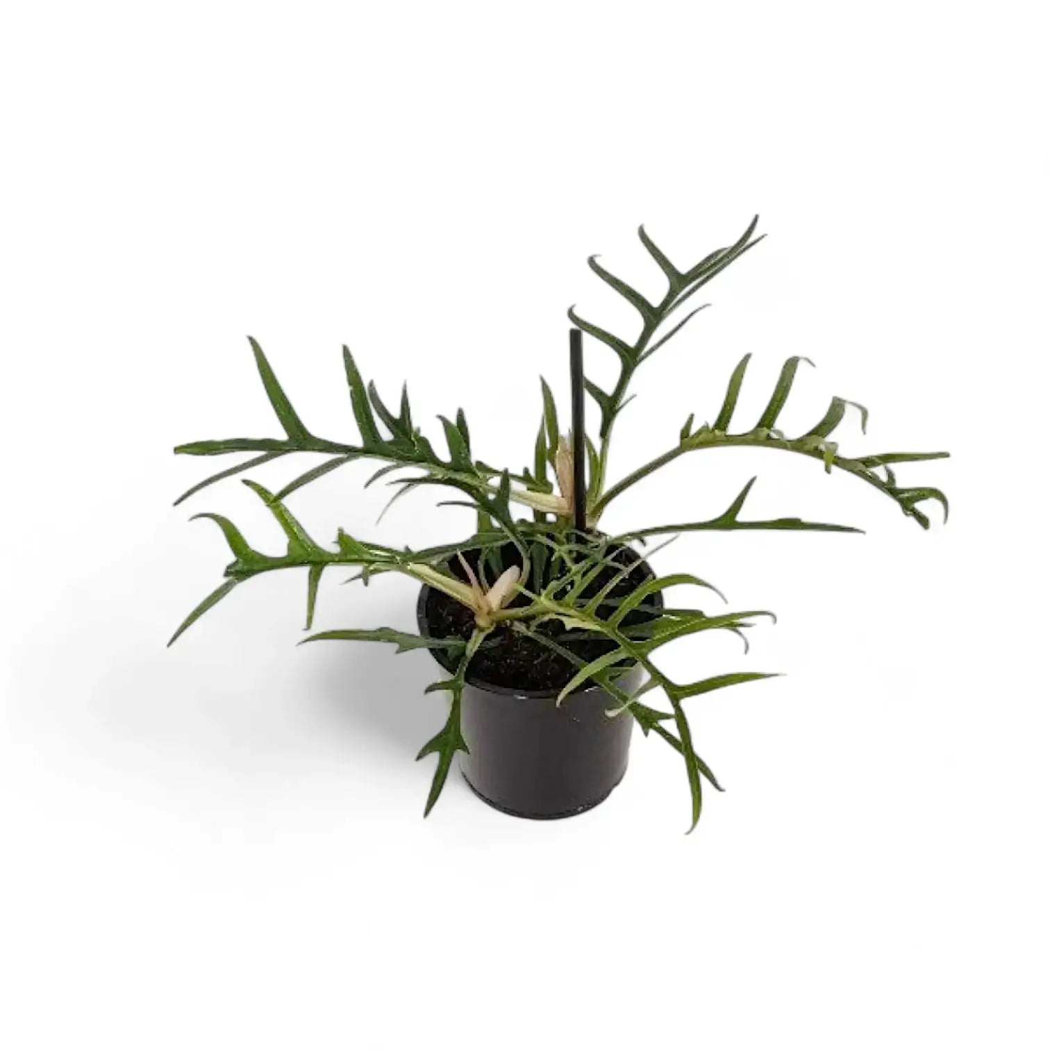 Philodendron tortum – Topfpflanze im Kulturtopf vor weißem Hintergrund, Produktfoto 6.