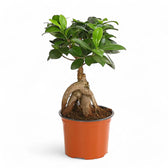 Ficus microcarpa 'Ginseng' potted houseplant in nursery pot on white background, product photo 10.