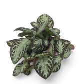 Episcia cupreata 'Silver Shield' – Topfpflanze im Kulturtopf vor weißem Hintergrund, Produktfoto 3.