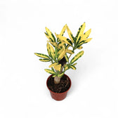 Codiaeum variegatum 'Sunny Star' potted houseplant in nursery pot on white background, product photo 3.