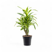 Dracaena fragrans 'Lemon Lime' potted houseplant in nursery pot on white background, product photo 6.