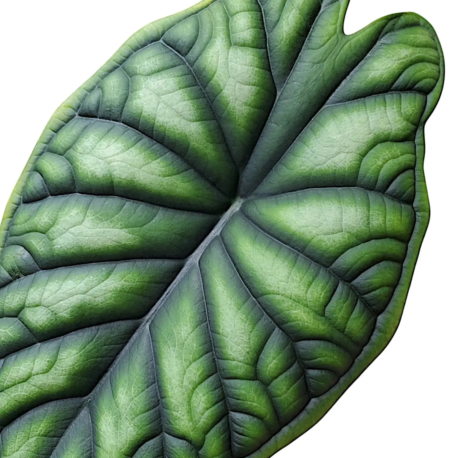 Alocasia baginda 'Dragon scale' leaf close-up on white background.