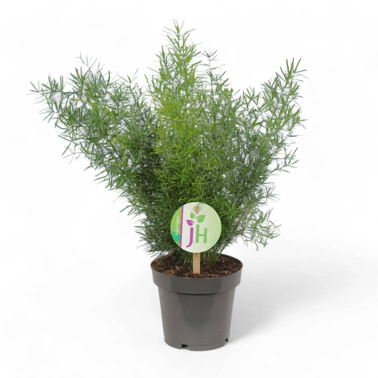 Asparagus densiflorus 'Sprengeri' – Zimmerpflanze im Kulturtopf auf weißem Hintergrund, Produktfoto 3.