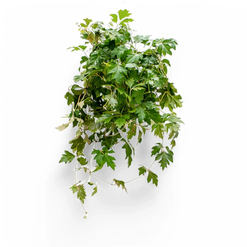 Cissus alata 'Ellen Danica' potted houseplant in nursery pot on white background, product photo 2.