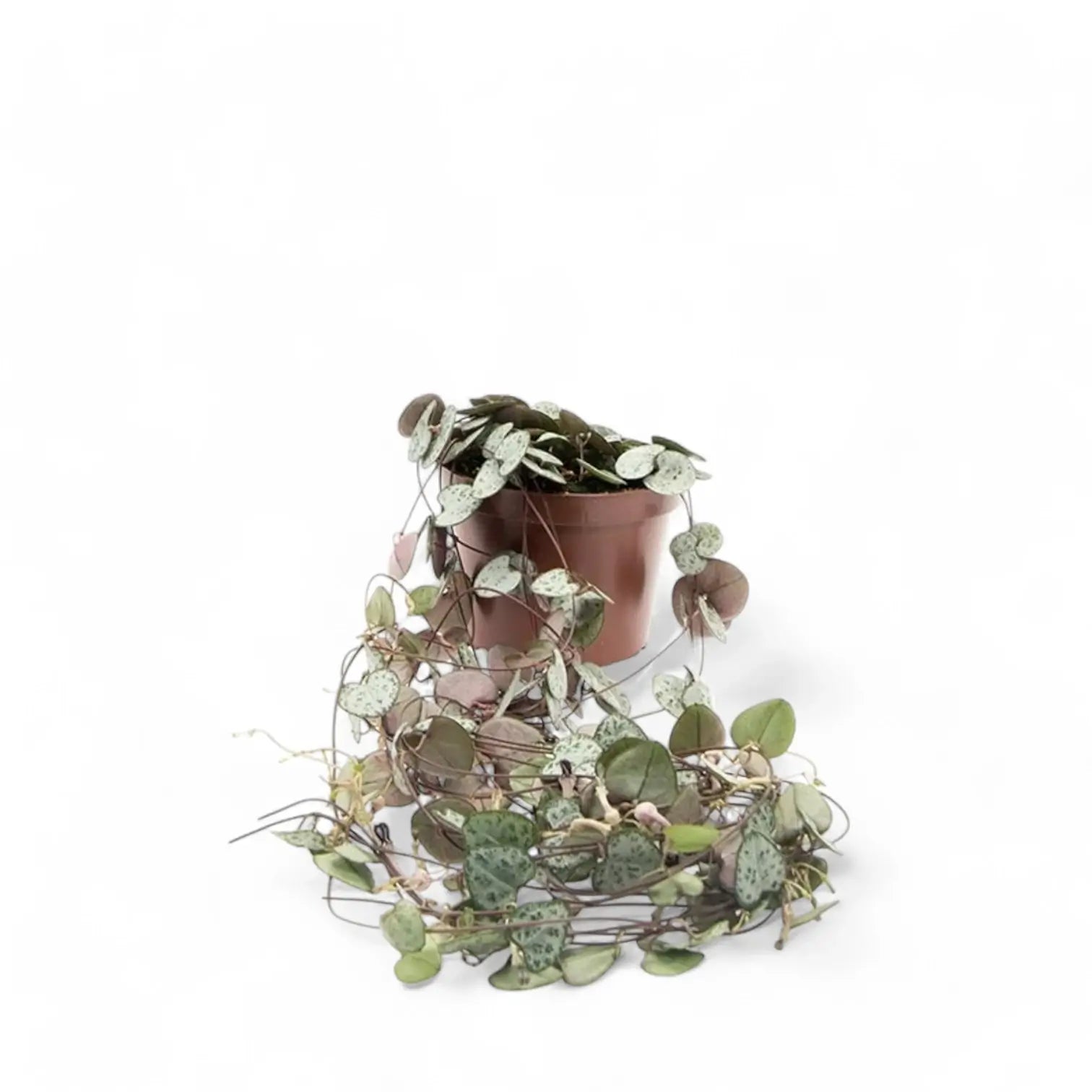 Ceropegia woodii potted houseplant in nursery pot on white background, product photo 7.