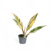 Philodendron x serratum 'Caramel marble' – Topfpflanze im Kulturtopf vor weißem Hintergrund, Produktfoto 3.