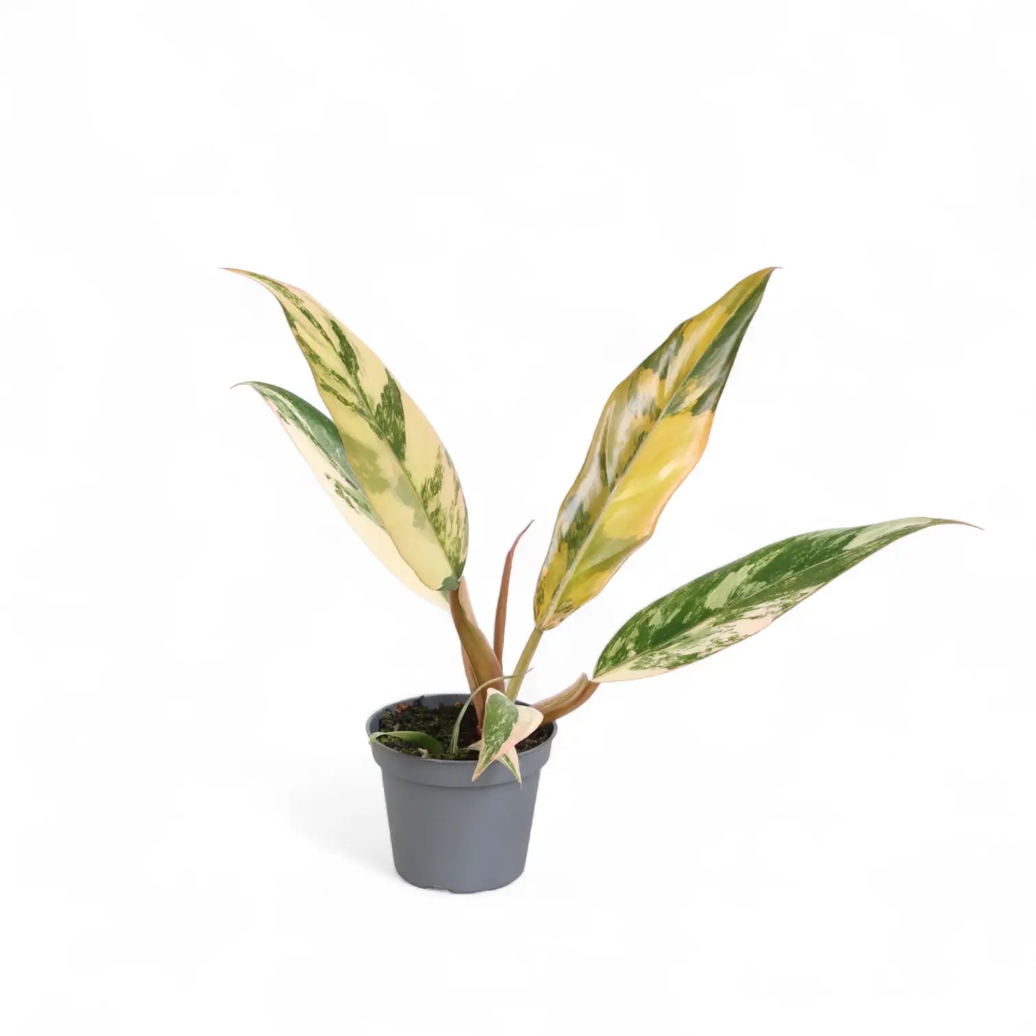 Philodendron x serratum 'Caramel marble' – Topfpflanze im Kulturtopf vor weißem Hintergrund, Produktfoto 3.