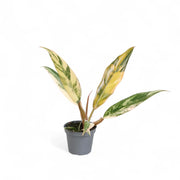 Philodendron x serratum 'Caramel marble' – Topfpflanze im Kulturtopf vor weißem Hintergrund, Produktfoto 3.