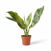 Dieffenbachia seguine 'Big Ben' potted houseplant in nursery pot on white background, product photo 2.