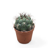 Gymnocalycium saglionis – Zimmerpflanze im Kulturtopf auf weißem Hintergrund, Produktfoto 4.