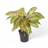 Aglaonema 'Cocomelon' – Topfpflanze im Kulturtopf vor weißem Hintergrund, Produktfoto 5.