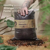 Alocasia-Pflanzsubstrat vor weißem Hintergrund, Produktfoto 11.