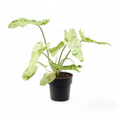 Philodendron 'Paraiso verde' – Zimmerpflanze im Kulturtopf auf weißem Hintergrund, Produktfoto 2.