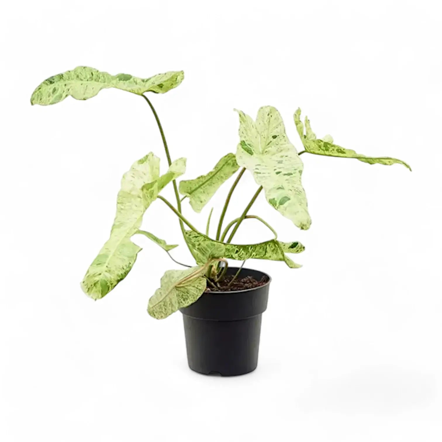 Philodendron 'Paraiso verde' – Zimmerpflanze im Kulturtopf auf weißem Hintergrund, Produktfoto 2.