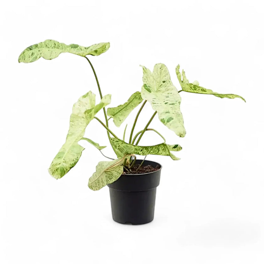 Philodendron 'Paraiso verde' – Zimmerpflanze im Kulturtopf auf weißem Hintergrund, Produktfoto 2.