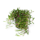 Curio herreianus 'Purple flush' – Topfpflanze im Kulturtopf vor weißem Hintergrund, Produktfoto 6.