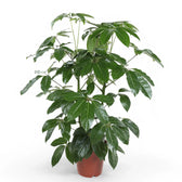 Heptapleurum (Schefflera) actinophyllum 'Amate' potted houseplant in nursery pot on white background, product photo 8.
