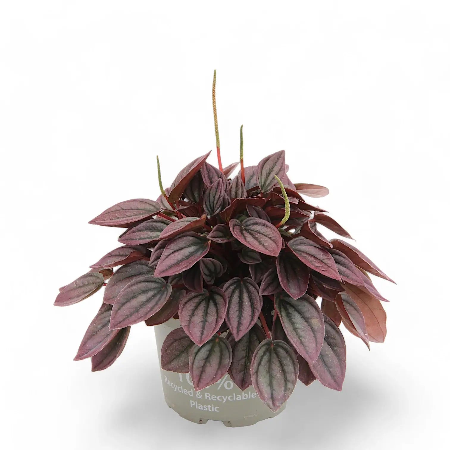 Peperomia caperata 'Cayenne' potted houseplant in nursery pot on white background, product photo 4.
