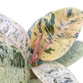 Ficus elastica 'Shivereana Moonshine' – Topfpflanze im Kulturtopf vor weißem Hintergrund, Produktfoto 6.