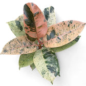 Nahaufnahme eines Blatts von Ficus elastica 'Shivereana Moonshine' vor weißem Hintergrund.