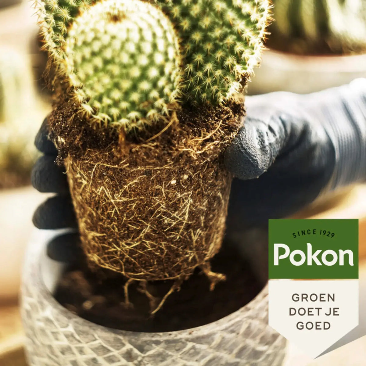 Pokon Cactus Potting Soil on white background, product photo 3.