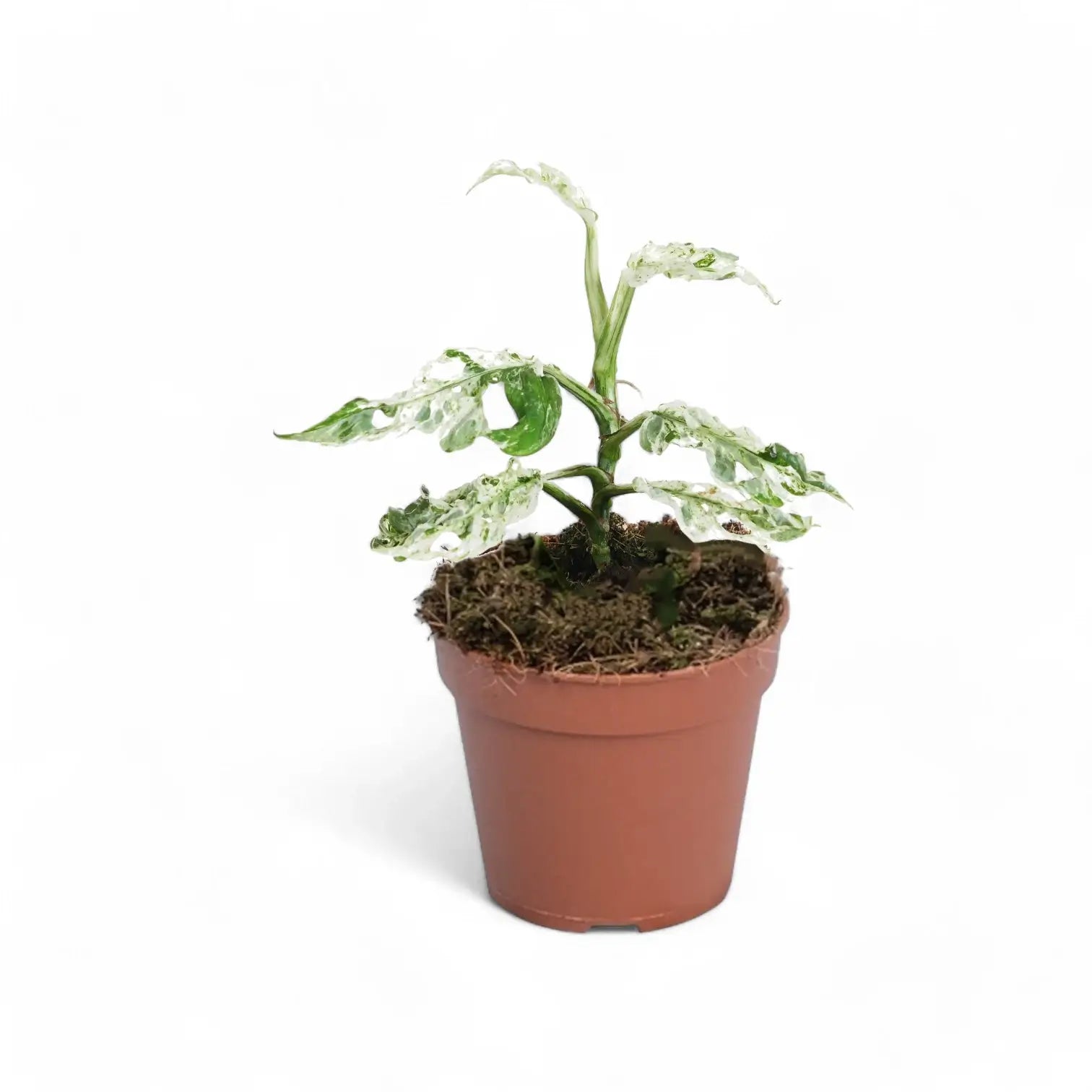 Monstera adansonii 'Frozen Freckles' potted houseplant in nursery pot on white background, product photo 5.