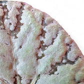 Begonia rex 'Chayo' – Zimmerpflanze im Kulturtopf auf weißem Hintergrund, Produktfoto 7.