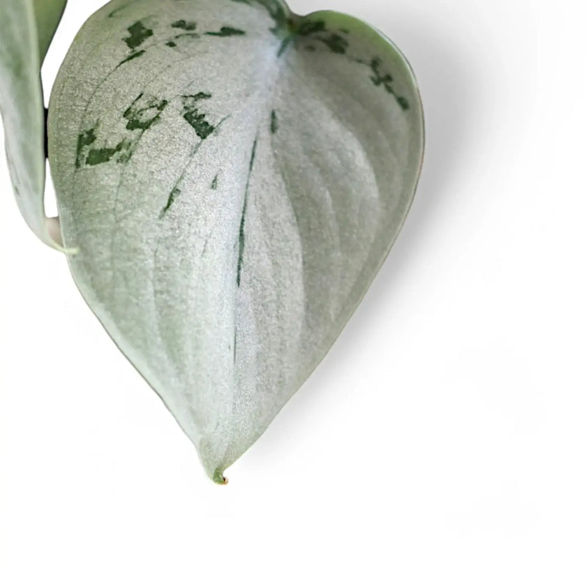 Scindapsus pictus 'Silvery Ann' leaf close-up on white background.