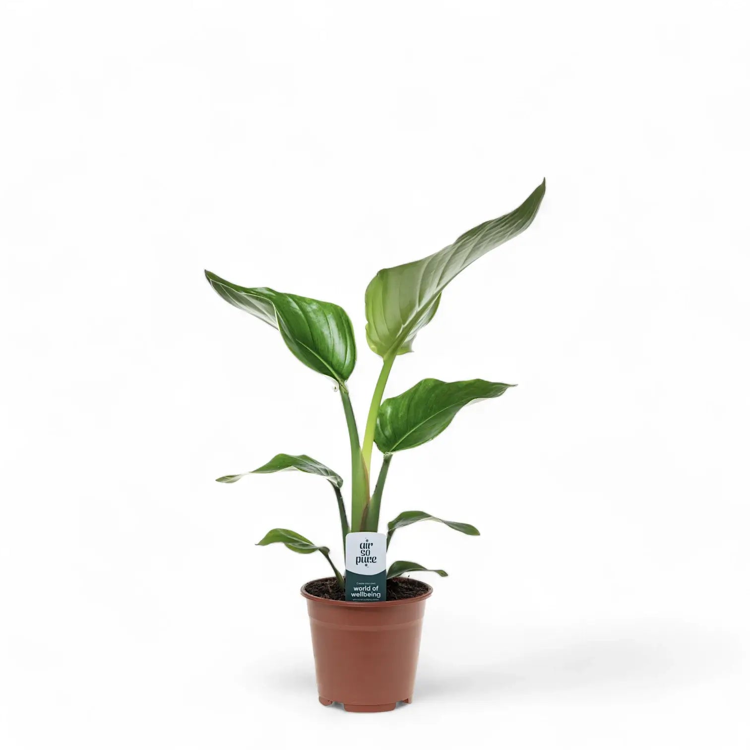 Strelitzia nicolai potted houseplant in nursery pot on white background, product photo 6.