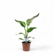 Strelitzia nicolai potted houseplant in nursery pot on white background, product photo 6.