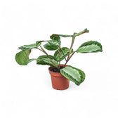 Maranta leuconeura 'Silver Band' (Exclusive grey') potted houseplant in nursery pot on white background, product photo 2.