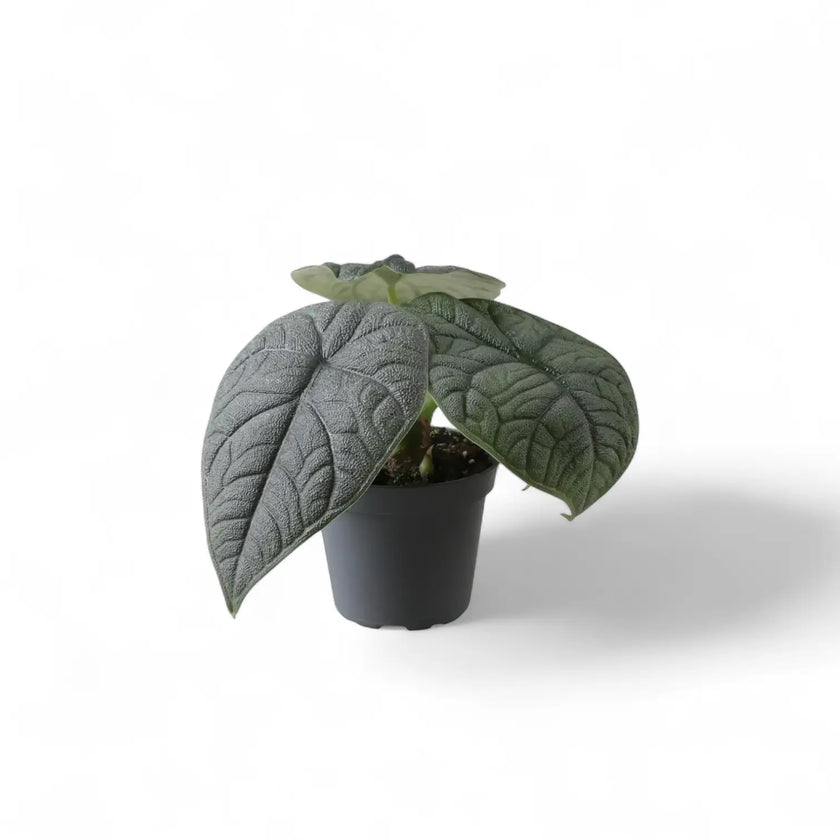 Alocasia melo potted houseplant in nursery pot on white background, product photo 2.
