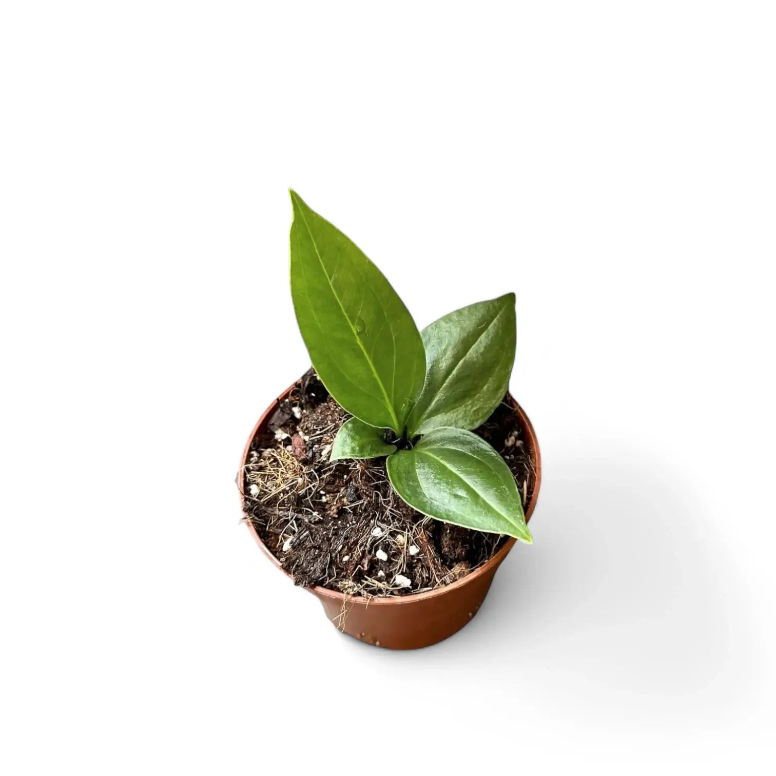 Anthurium 'Big Bill' (A. pendulifolium x cubense) – Topfpflanze im Kulturtopf vor weißem Hintergrund, Produktfoto 8.