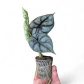 Alocasia baginda 'Silver dragon' potted houseplant in nursery pot on white background, product photo 3.