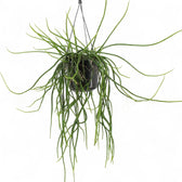 Selenicereus wercklei potted houseplant in nursery pot on white background, product photo 3.