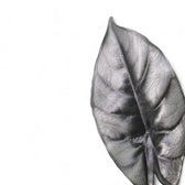 Alocasia reversa – Topfpflanze im Kulturtopf vor weißem Hintergrund, Produktfoto 7.