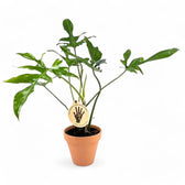 Philodendron 'Glad hands' (quercifolium) – Zimmerpflanze im Kulturtopf auf weißem Hintergrund, Produktfoto 7.