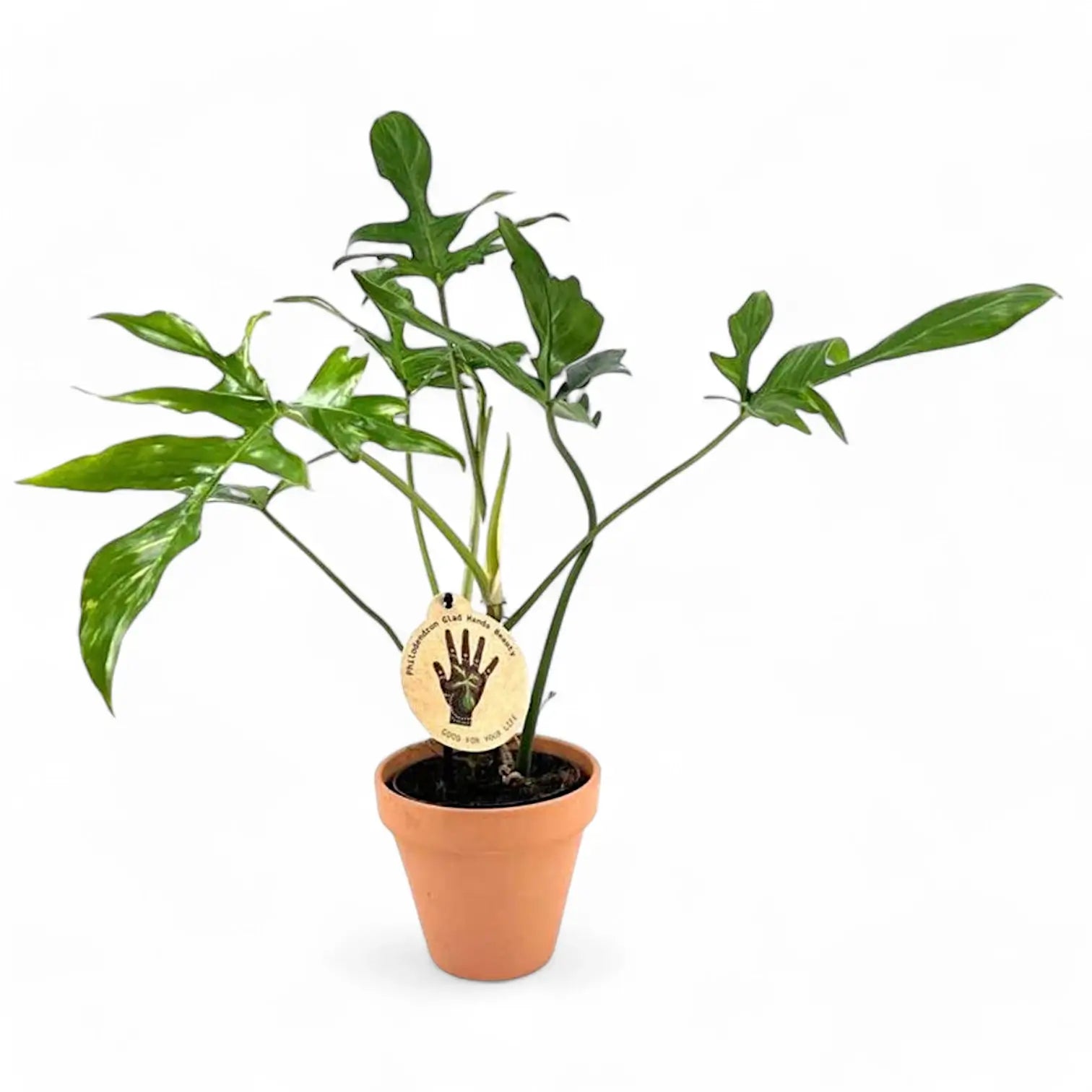 Philodendron 'Glad hands' (quercifolium) – Zimmerpflanze im Kulturtopf auf weißem Hintergrund, Produktfoto 7.